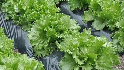 acolchado-biodegradable-en-espana|acolchado-biodegradable-en-espana|uso-gestion-y-eliminacion-de-materiales-plasticos-en-la-industria-y-en-la-distribucion-alimentaria